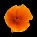 Flora of Gran Canaria - Eschscholzia californica, the California poppy Royalty Free Stock Photo