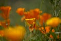 Flora of Gran Canaria -  Eschscholzia californica, the California poppy, introduced and invasive species Royalty Free Stock Photo
