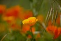 Flora of Gran Canaria -  Eschscholzia californica, the California poppy, introduced and invasive species Royalty Free Stock Photo