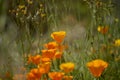 Flora of Gran Canaria -  Eschscholzia californica, the California poppy, introduced and invasive species Royalty Free Stock Photo