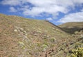 Flora of Gran Canaria - Euphorbia canariensis