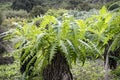 Flora of Gran Canaria - flowering endemic Sonchus canariensis Royalty Free Stock Photo