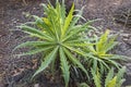 Flora of Gran Canaria - flowering endemic Sonchus canariensis Royalty Free Stock Photo