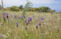 flora of Gran Canaria, Flowering Leopoldia comosa Royalty Free Stock Photo