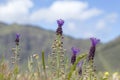flora of Gran Canaria, Flowering Leopoldia comosa Royalty Free Stock Photo