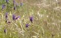 flora of Gran Canaria, Flowering Leopoldia comosa Royalty Free Stock Photo