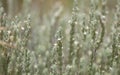 Flora of Gran Canaria - flowering micromeria