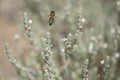 Flora of Gran Canaria - flowering micromeria