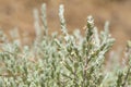 flora of Gran Canaria, flowering micromeria