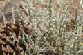 flora of Gran Canaria, flowering micromeria