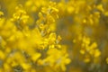 Flora of Gran Canaria - flowers of Genista microphylla