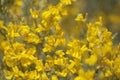 Flora of Gran Canaria - flowers of Genista microphylla