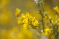 Flora of Gran Canaria - flowers of Genista microphylla