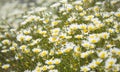 Flora of Gran Canaria - garland chrysanthemum