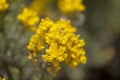 Flora of Gran Canaria - Genista microphylla
