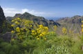Flora of Gran Canaria Royalty Free Stock Photo