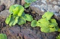 Flora of Gran Canaria - green leaves of Arisarum simorrhinum, friar cowl