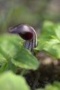 Flora of Gran Canaria - green leaves of Arisarum simorrhinum, friar cowl