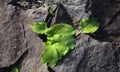 Flora of Gran Canaria - green leaves of Arisarum simorrhinum, friar cowl