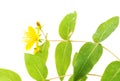 Flora of Gran Canaria - Hypericum species isolated
