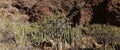 Flora of Gran Canaria - Kleinia neriifolia, locally called verode Royalty Free Stock Photo