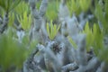 Flora of Gran Canaria - Kleinia neriifolia succulent plant endemic to the Canary Islands