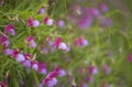 Flora of Gran Canaria - Lathyrus clymenum