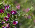 Flora of Gran Canaria - Lathyrus clymenum, Spanish vetchling