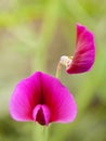 Flora of Gran Canaria - Lathyrus tingitanus