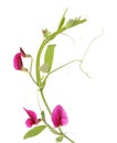 Flora of Gran Canaria - Lathyrus tingitanus, Tangier pea