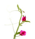 Flora of Gran Canaria - Lathyrus tingitanus, Tangier pea