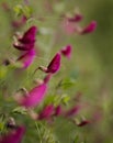 Flora of Gran Canaria - Lathyrus tingitanus, Tangier pea