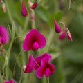 Flora of Gran Canaria - Lathyrus tingitanus, Tangier pea