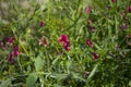 Flora of Gran Canaria - Lathyrus tingitanus, Tangier pea