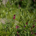 Flora of Gran Canaria - Lathyrus tingitanus, Tangier pea