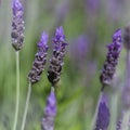 Flora of Gran Canaria - Lavandula dentata, French lavender, naturalized plant Royalty Free Stock Photo