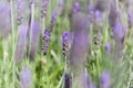 Flora of Gran Canaria - Lavandula dentata, French lavender, naturalized plant Royalty Free Stock Photo