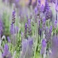 Flora of Gran Canaria - Lavandula dentata, French lavender, naturalized plant Royalty Free Stock Photo