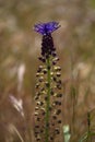 Flora of Gran Canaria -  Leopoldia comosa, tassel hyacinth Royalty Free Stock Photo