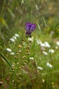 Flora of Gran Canaria Royalty Free Stock Photo