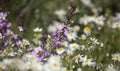 Flora of Gran Canaria - lilac flowers of crucifer plant Erysimum albescens, endemic Royalty Free Stock Photo