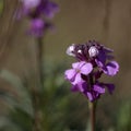 Flora of Gran Canaria - lilac flowers of crucifer plant Erysimum albescens, endemic Royalty Free Stock Photo