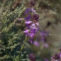 Flora of Gran Canaria - lilac flowers of crucifer plant Erysimum albescens, endemic Royalty Free Stock Photo