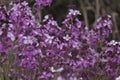 Flora of Gran Canaria - lilac flowers of crucifer plant Erysimum albescens, endemic to the island Royalty Free Stock Photo