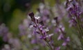 Flora of Gran Canaria - lilac flowers of crucifer plant Erysimum albescens, endemic to the island Royalty Free Stock Photo