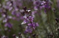 Flora of Gran Canaria - lilac flowers of crucifer plant Erysimum albescens, endemic to the island Royalty Free Stock Photo