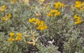 Flora of Gran Canaria - Lotus holosericeus Royalty Free Stock Photo