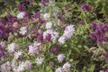 Flora of Gran Canaria - mountain scabious and Canary sage