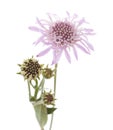 Flora of Gran Canaria - Mountain scabious