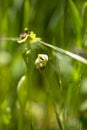 Flora of Gran Canaria - Ophrys bombyliflora, the bumblebee orchid Royalty Free Stock Photo